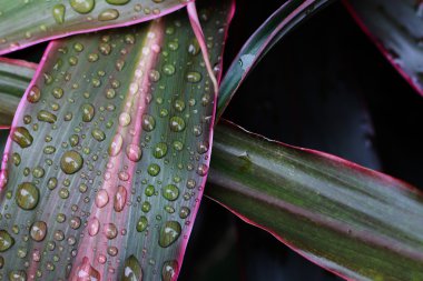 su yapraklara düşer. 