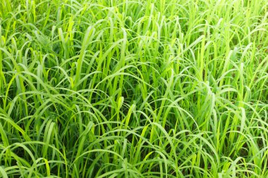 Pirinç çeltik alan bırakır 