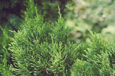 Yeşil bitkiler yakın çekim arka plan