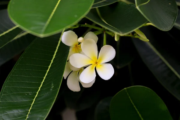 Frangipani flores branco amarelo — Fotografia de Stock