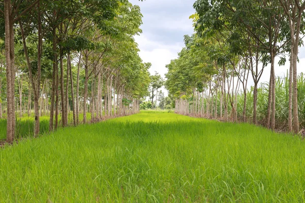 Paddy field interweaving hevea brasiliensis — Stock fotografie