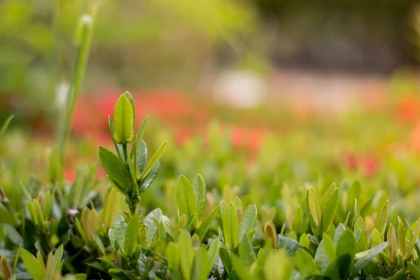 Dorn Blume Hintergrund grün Nahaufnahme — Stockfoto