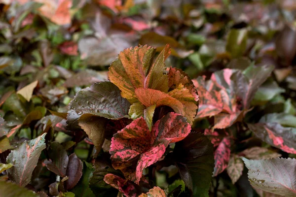 Op hojas rojas con fondo borroso — Foto de Stock