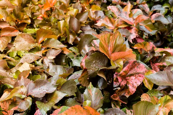 Красные листья с размытым фоном — стоковое фото