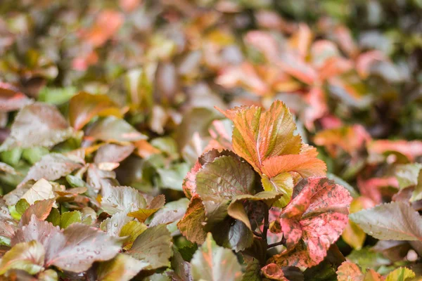 Op hojas rojas con fondo borroso — Foto de Stock