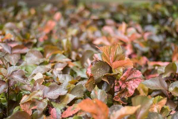 Верхние красные листья на размытом фоне — стоковое фото