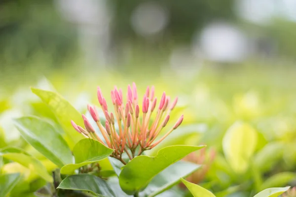 Dorn Blume Hintergrund grün Nahaufnahme — Stockfoto