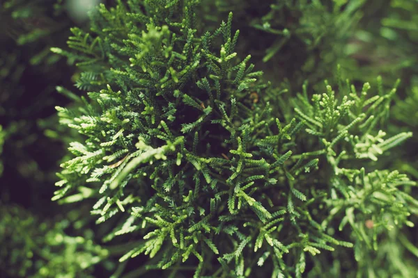Φόντο πράσινα φυτά, κοντινό πλάνο — Φωτογραφία Αρχείου