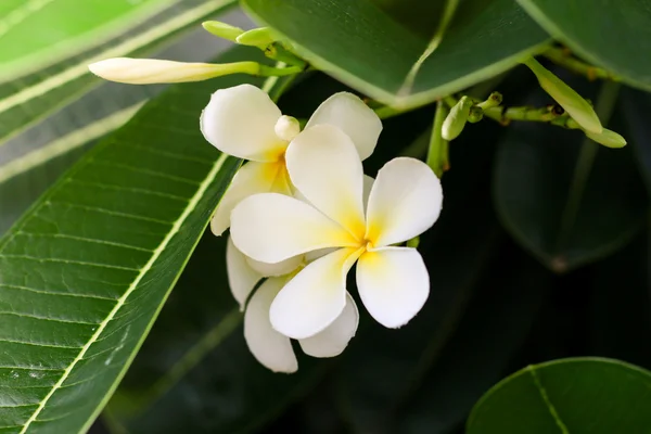 Frangipani flowers white yellow Royalty Free Stock Images