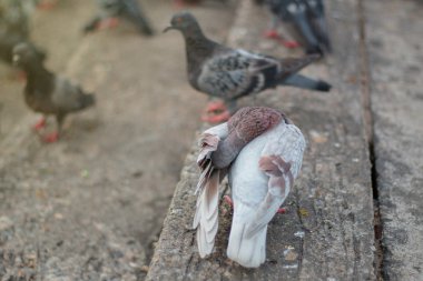 Güvercin tüyü Temizleme 