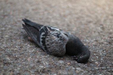 Güvercin yalancı ölü 