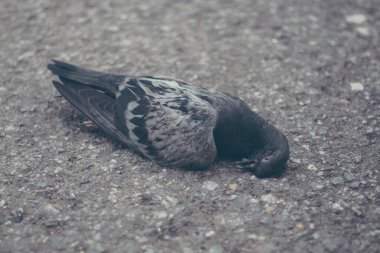 Güvercin yalancı ölü 