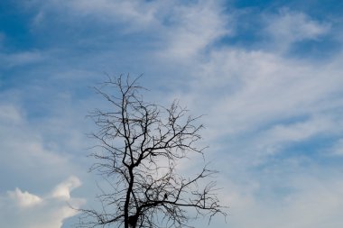 Ağaç siluet ışığa karşı