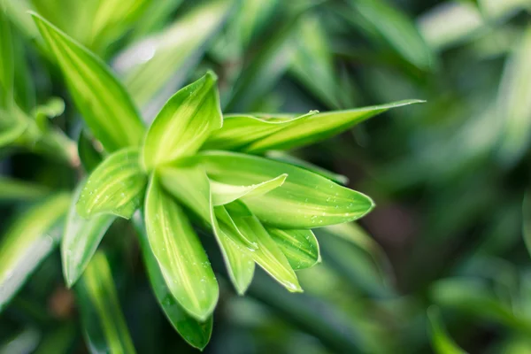 叶绿色背景密切起来，植物背景 — 图库照片