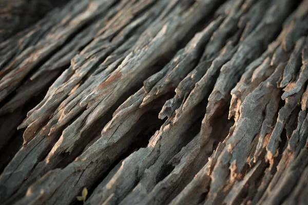Oude houtstructuur barst dicht omhoog — Stockfoto
