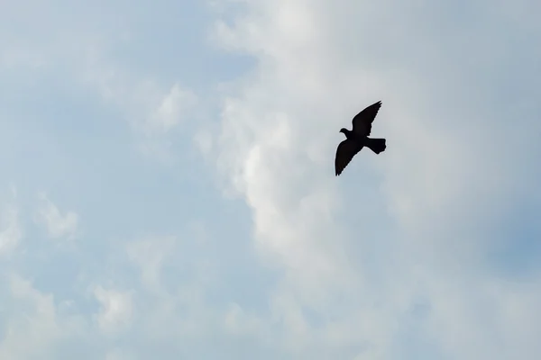 Silueta del pájaro de presa en vuelo en el cielo — Foto de Stock