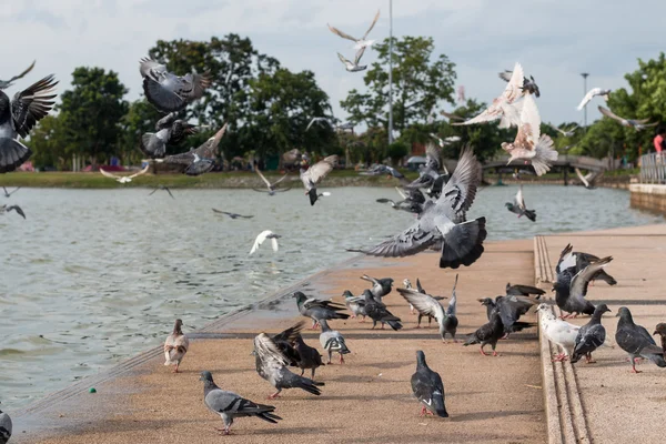 Голуби чекають їжі в громадському парку — стокове фото