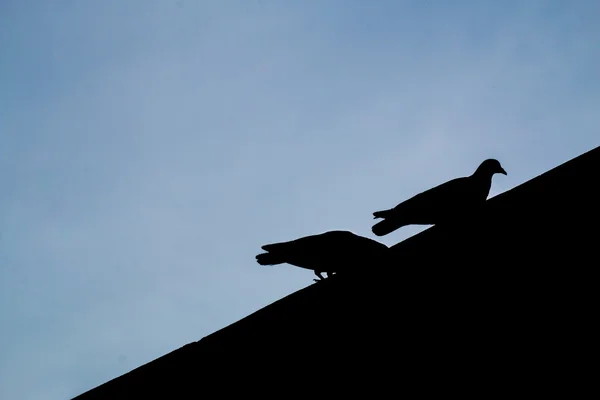 Pigeons attendant la nourriture dans la rue du parc public — Photo