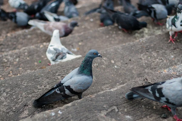 Váró nyilvános Park utcai élelmiszer galambok — Stock Fotó