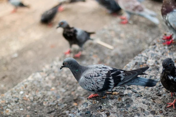 Голуби чекають їжі на вулиці громадського парку — стокове фото