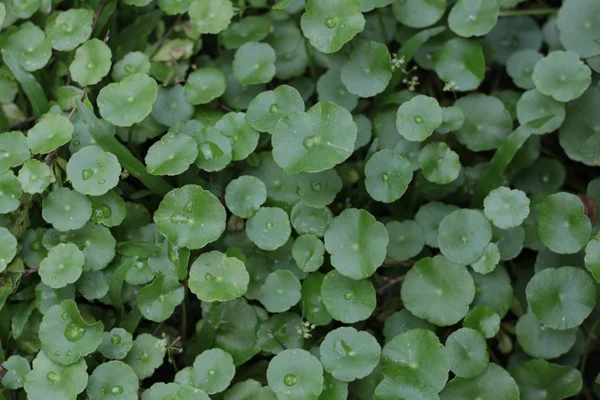 Капля воды на зеленом фоне растений — стоковое фото