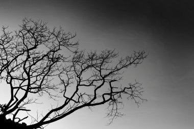 Ağaç karanlık gece Cadılar Bayramı günün