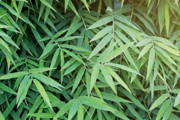 绿与阳光焦点为背景的竹叶 — 图库照片