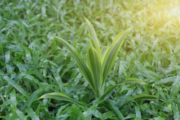 Hojas fondo verde de cerca, fondo de la planta — Foto de Stock