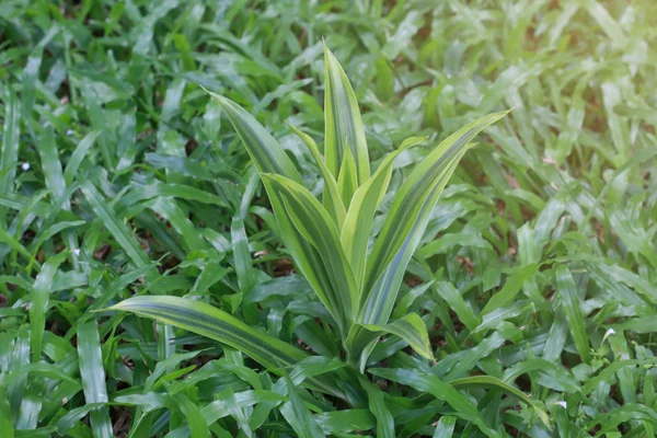 Hojas fondo verde de cerca, fondo de la planta — Foto de Stock