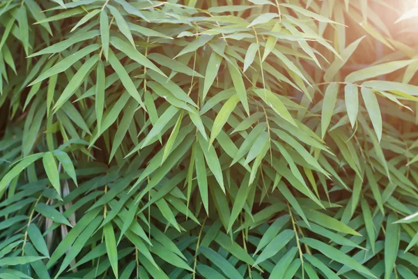 Bamboe bladeren groen met zonlicht focus voor achtergrond — Stockfoto