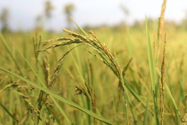 Yeşil yaprakları arka plan ile taze pirinç