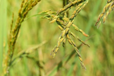 Yeşil yaprakları arka plan ile taze pirinç