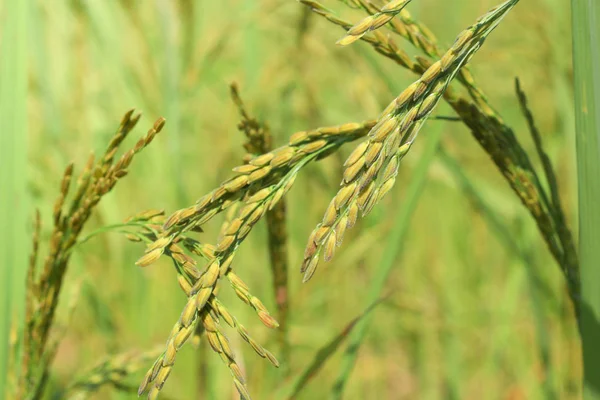 Čerstvé rýže s pozadím zelenými listy — Stock fotografie