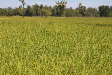 Gruptaki yeşil yaprakları ile taze pirinç