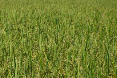 Gruptaki yeşil yaprakları ile taze pirinç