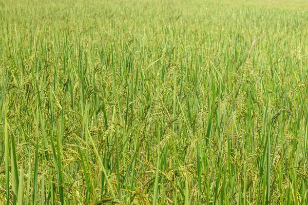 Свежий рис с зелеными листьями на ферме — стоковое фото