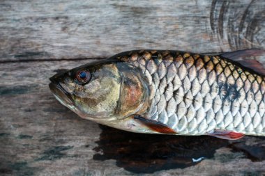 Tayland, Hampala barb tatlı su balığı