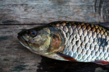 Tayland, Hampala barb tatlı su balığı