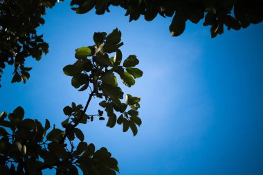 Yeşil bırakın gökyüzü arka plan ağaç üzerinde