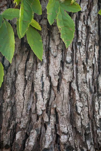 自然な背景として使用される木のテクスチャ — ストック写真