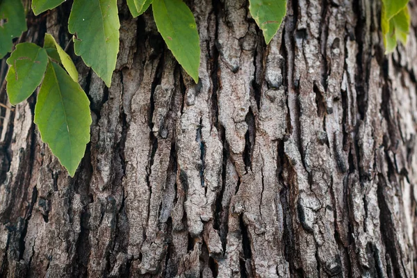 Konsistens av trä används som naturliga bakgrund — Stockfoto