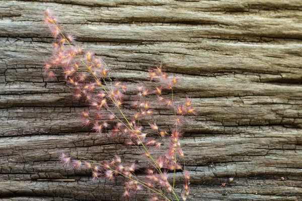Trawa kwiat na stare drewniane tła — Zdjęcie stockowe