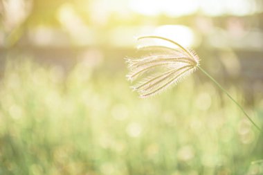 Çayır çimen çiçek güneş ışığı doğa arka plan bahar de-odak