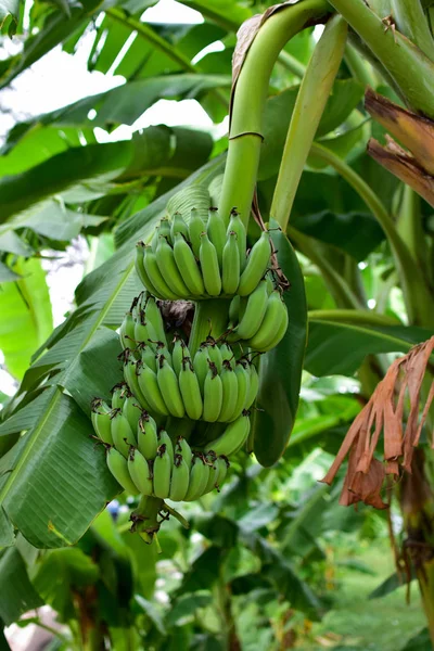 Árbol de plátano con un montón de plátanos con luz solar. Plátano cultivado — Foto de Stock