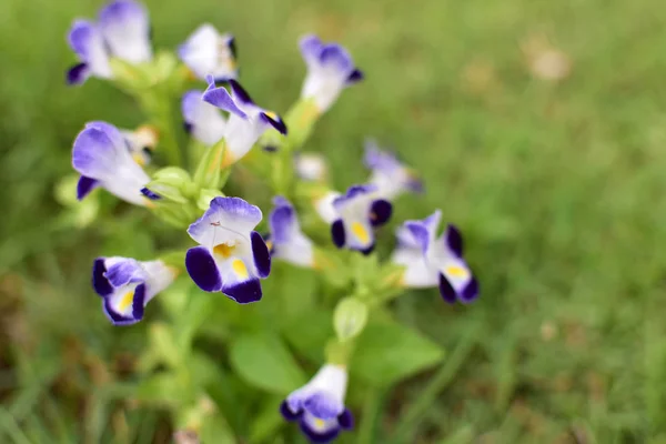 In de tuin dicht omhoog, planten en bomen bloem — Stockfoto