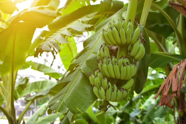 Árbol de plátano con un montón de plátanos con luz solar. Plátano cultivado — Foto de Stock