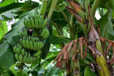 Bir salkım muzu ile muz ağacı. Ekili muz