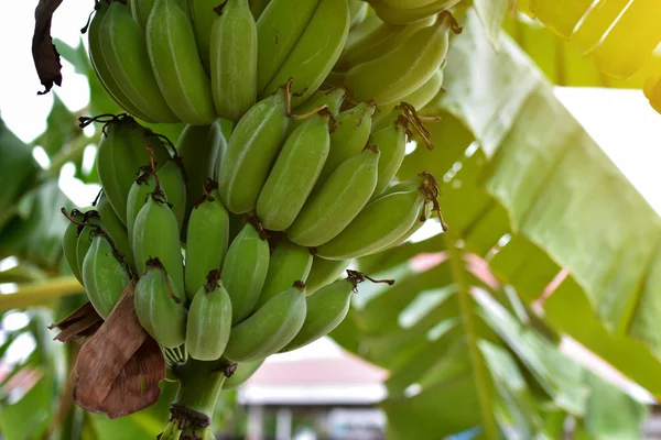 Árbol de plátano con un montón de plátanos. Plátano cultivado — Foto de Stock