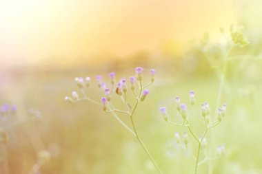 Güneş ışığı doğa arka plan bahar, çayır çimen çiçek