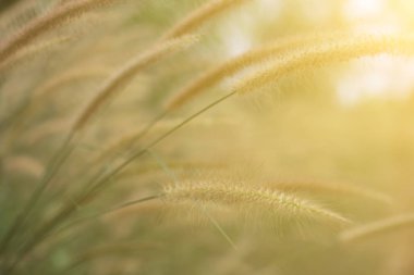 Güneş ışığı doğa arka plan bahar, çayır çimen çiçek